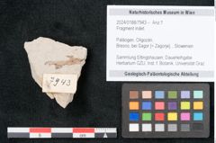 Foto (Objekt + Etikett) von Fragment indet.  (NHMW-GEO-2024-0188-7943)